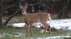 335: 2025-12-17-deer 5M2_0313